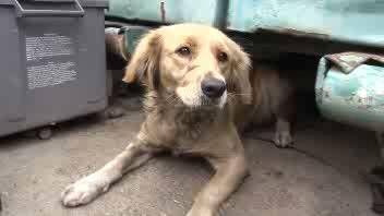 Il Golden Retriever Terrorizzato Dai Treni