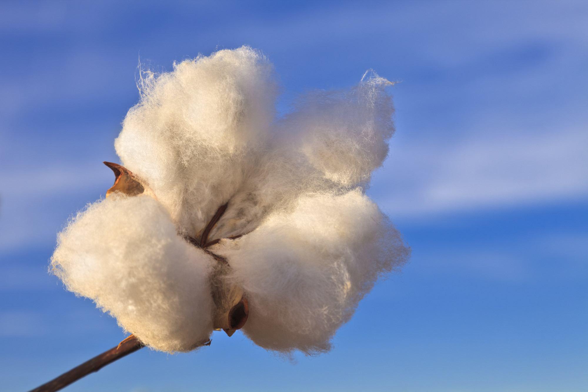 Cotton boll with sky in background