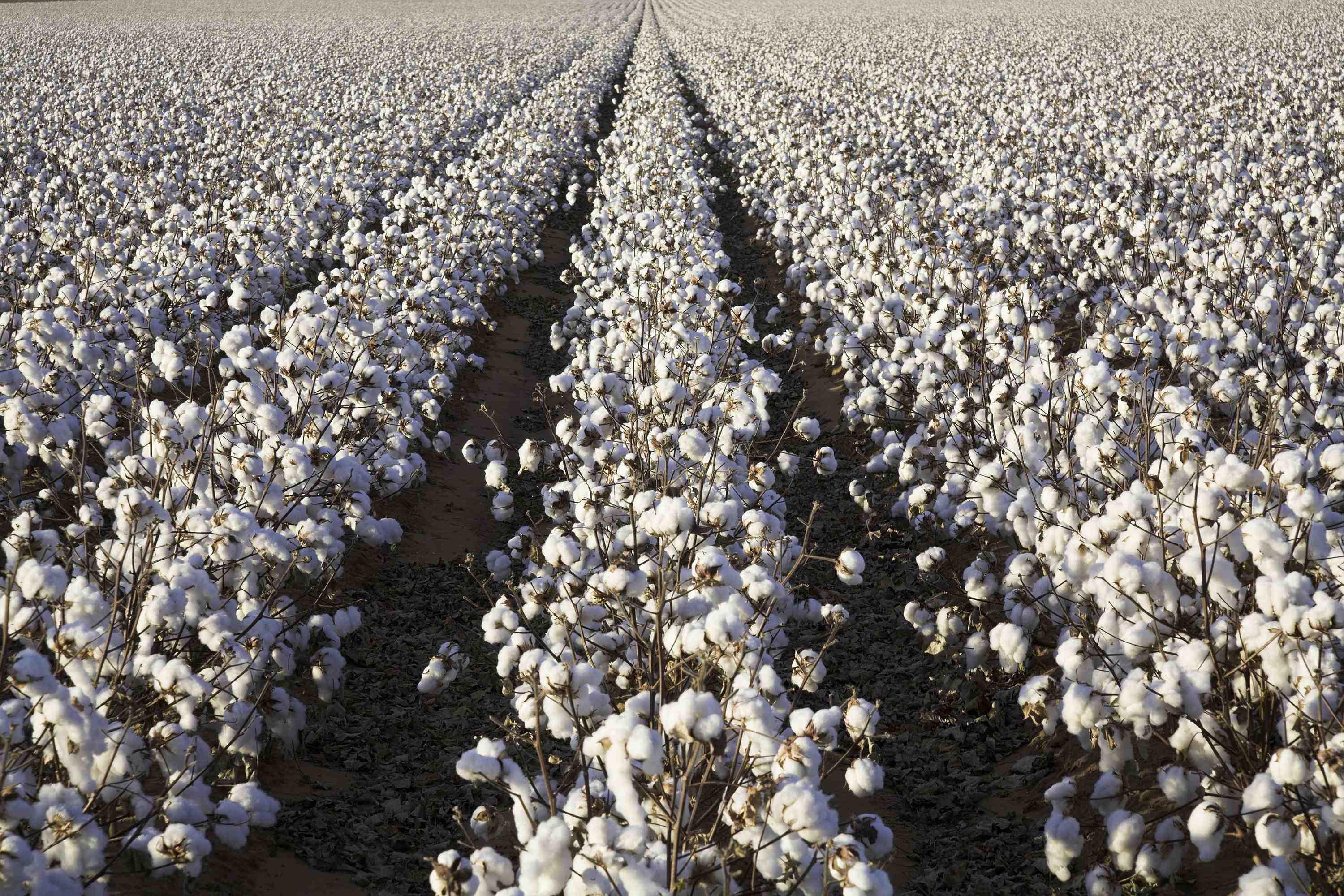 rows of white ripe cotton in field ready for harvest