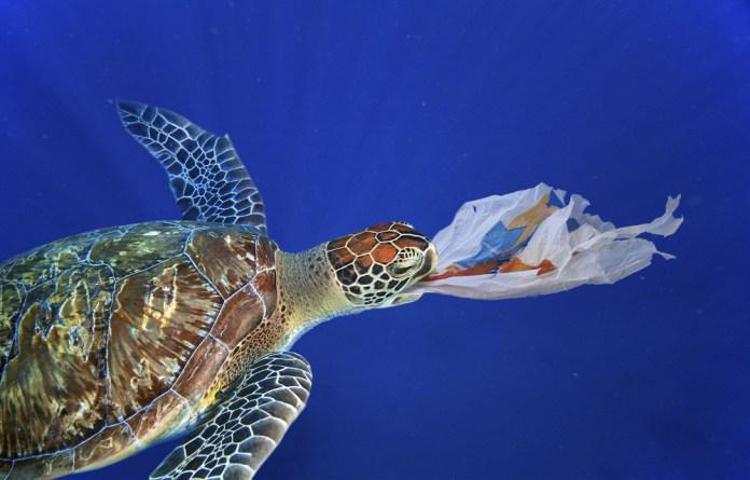 Animali: ricerca, plastica nel 58,2% delle Caretta caretta