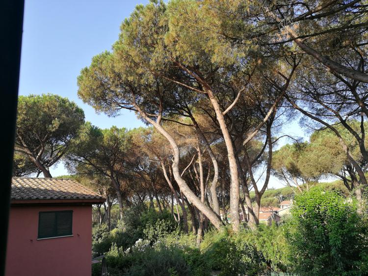 Roma: rivolta Saxa Rubra, ‘per salvare la pineta agiremo privatamente, da amministratori solo silenzio’