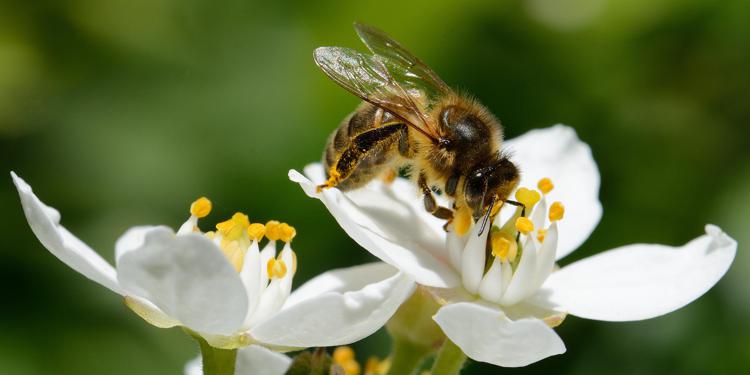 Lidl lavora al primo standard sulla biodiversità in agricoltura