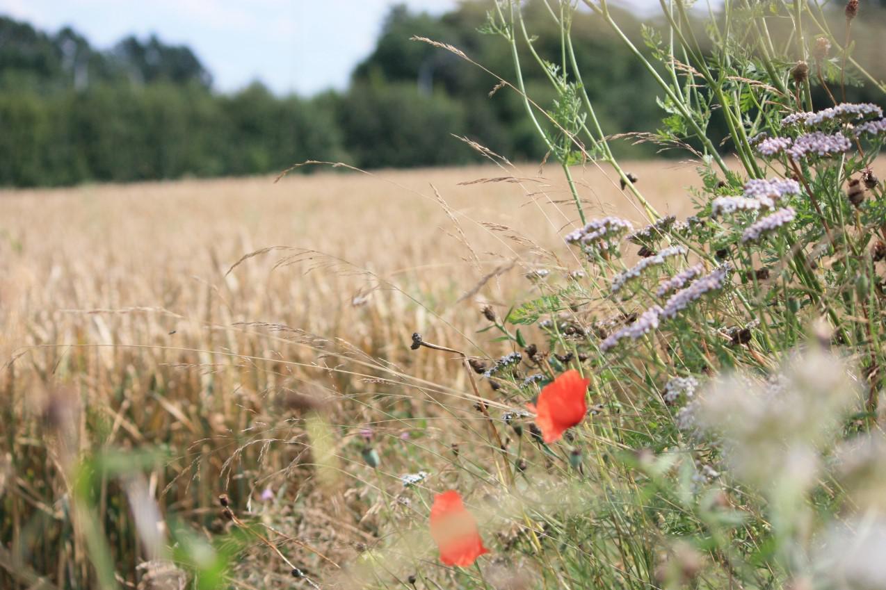 Agricoltura E Tutela Della Biodiversità