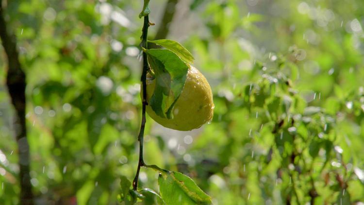 Agroalimentare, per 97% italiani eccellenze nazionali a rischio