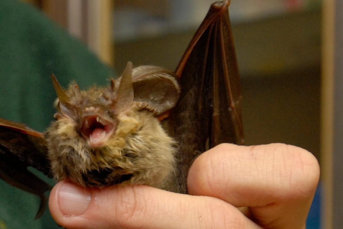 Diabete - il segreto dei pipistrelli: così tollerano record zuccheri nel sangue