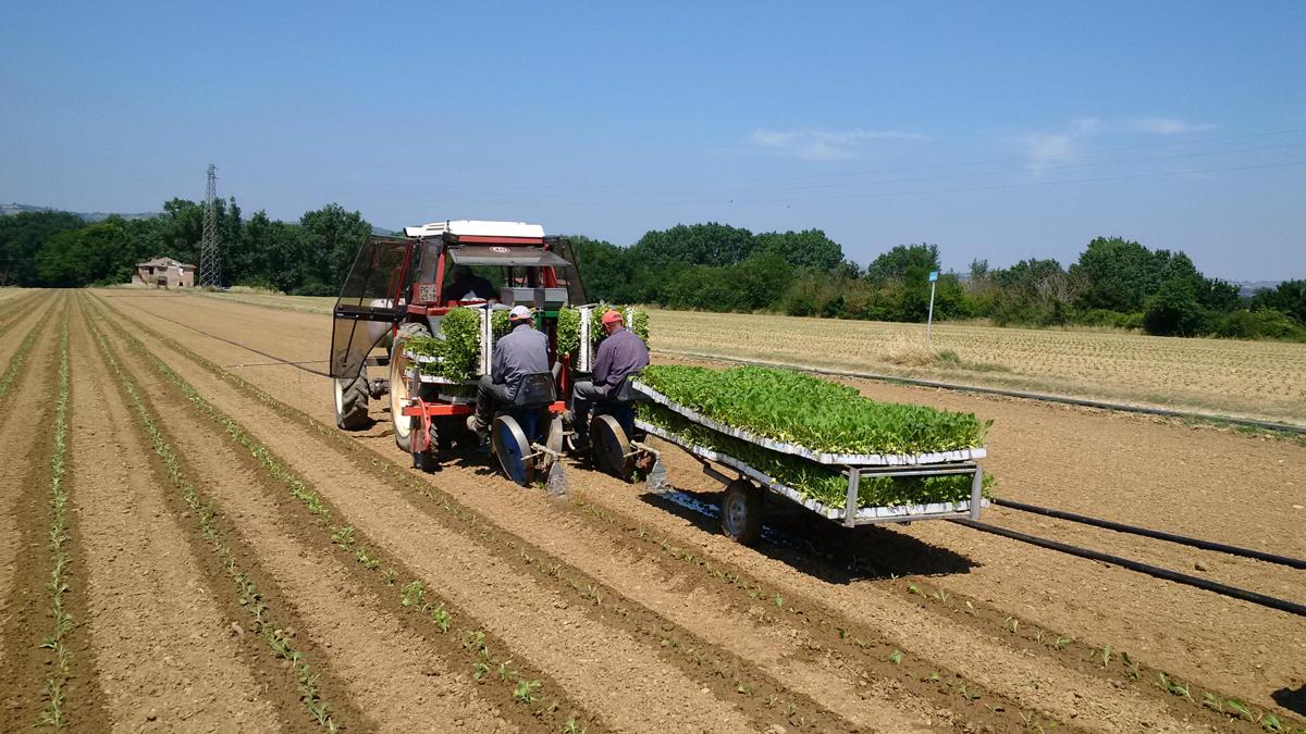 Nuova Pac e possibili impatti sull'agricoltura italiana