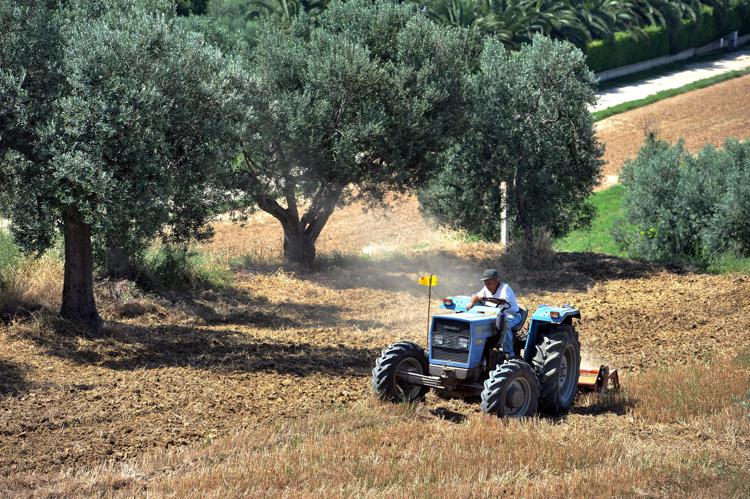 Agricoltura, Ismea: in 2021 +5,1% mercato assicurazioni agevolate