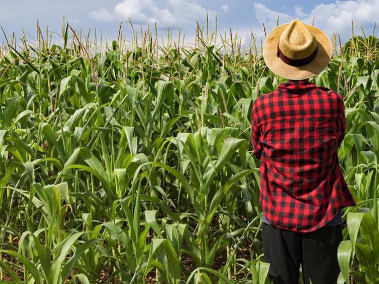 Ismea, 24 febbraio convegno su opportunità sostegno a imprese agroalimentari lombarde