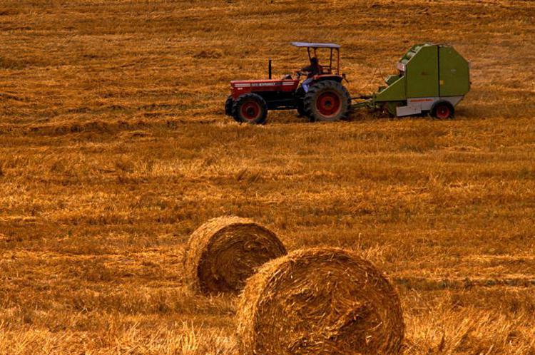 Agricoltura, Saccardi (Toscana); 