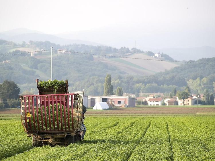 Il Pesto Barilla tra innovazione e attenzione all'ambiente