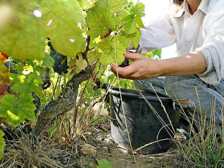 Vinitaly, Syngenta al fianco dei produttori per accesso ai mercati dei vini di qualità