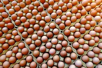 Più uova a tavola contro il caro spesa, nutrizionista approva