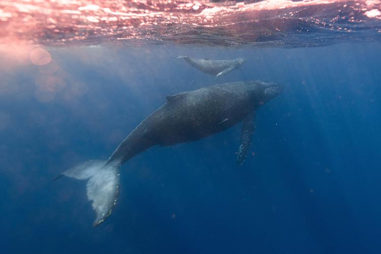 Dal 2016 persa quasi una balena grigia su due