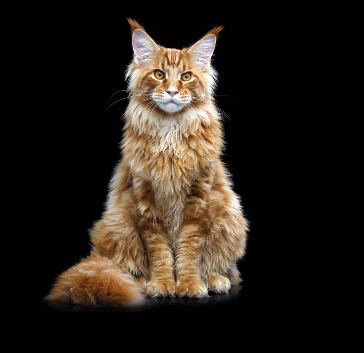 SuperCat Show 2022, c'è anche il Maine Coon gigante