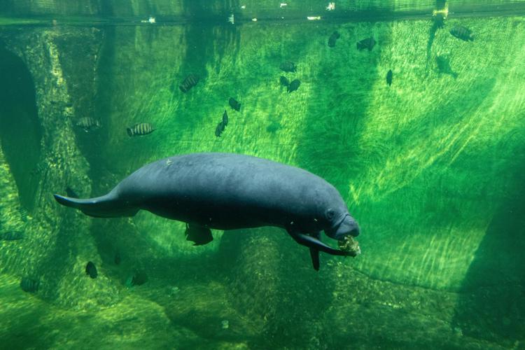 Lattuga a volontà per i lamantini della Florida