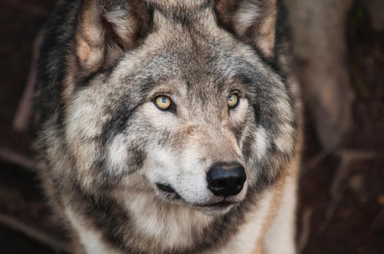 Biodiversità, i lupi grigi tornano in California