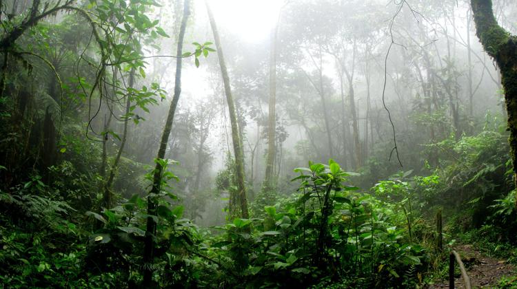 Torna operativo il Fondo per salvare l'Amazzonia