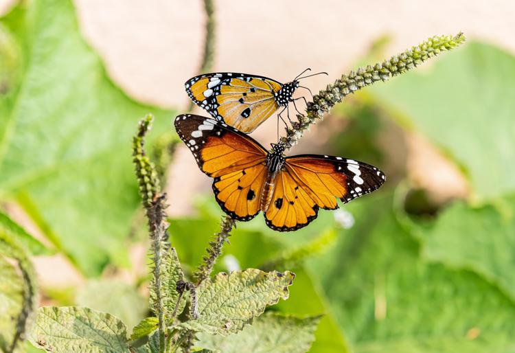 Buone notizie per le farfalle monarca californiane