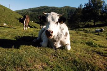 In Cina clonate 3 ‘super mucche’ altamente produttive