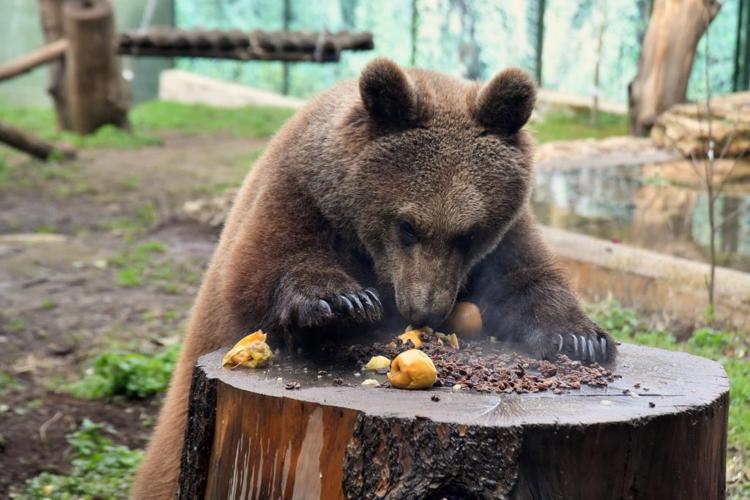 Foto Massimiliano Di Giovanni – archivio Bioparco