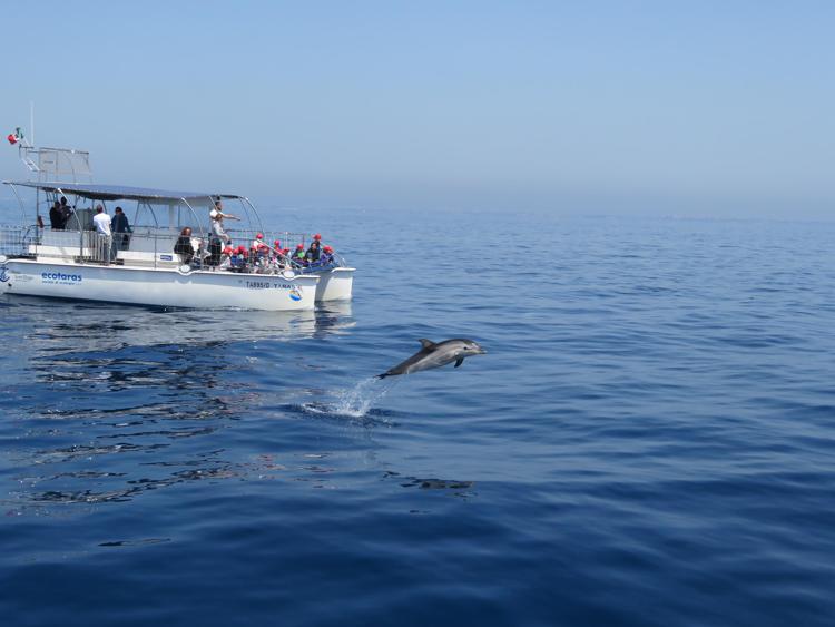 L'intelligenza artificiale studia i cetacei nel Golfo di Taranto