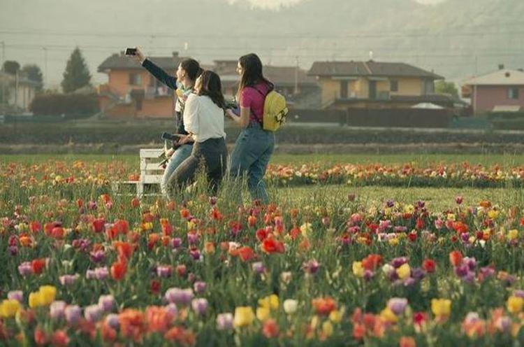 Riapre Tulipania, il campo di raccolta dei tulipani