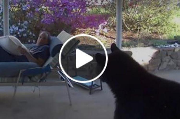 L'orso piomba in giardino, l'incontro a sorpresa - Video