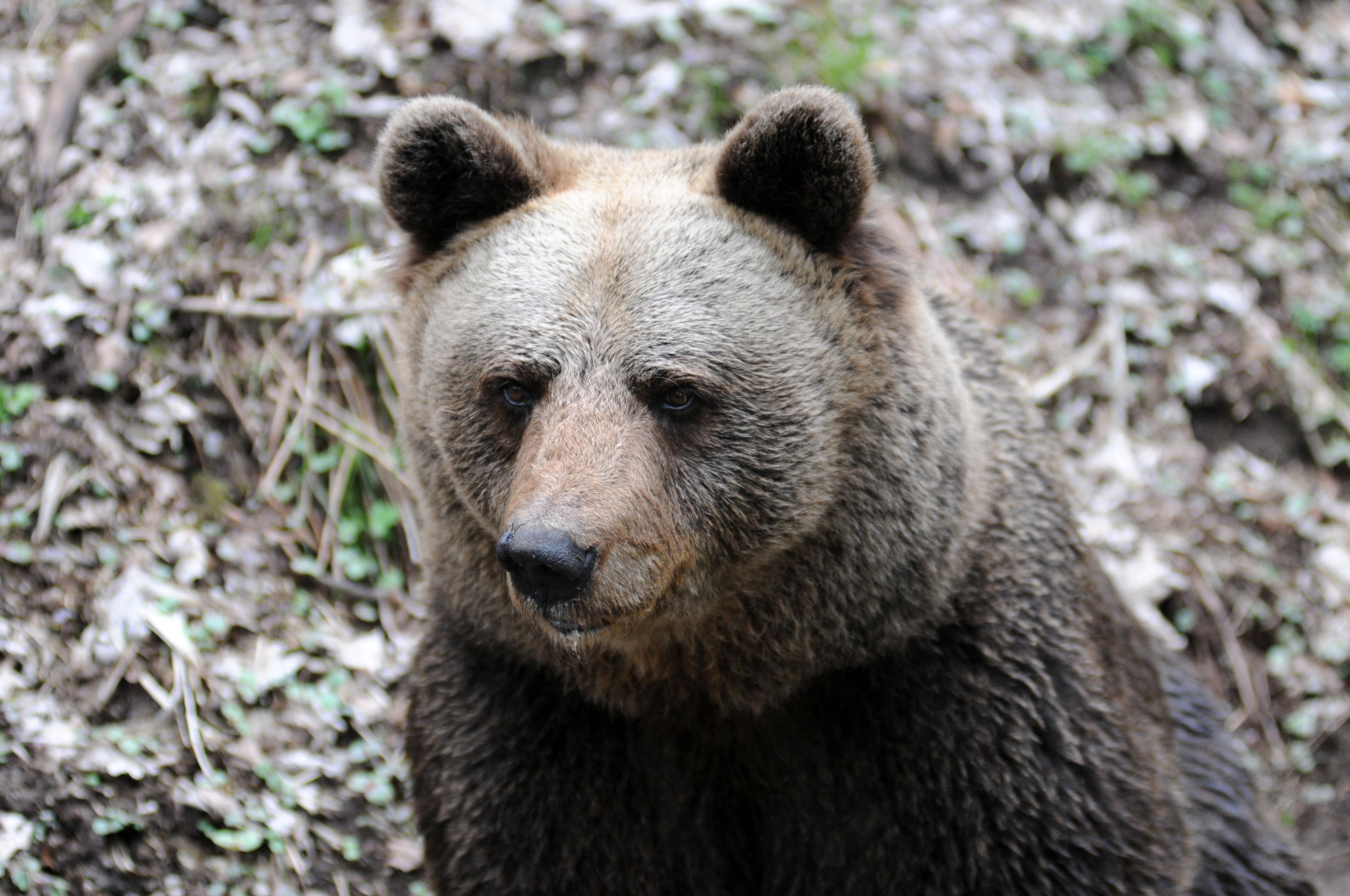 Orso MJ5 Firmato Il Decreto Di Abbattimento