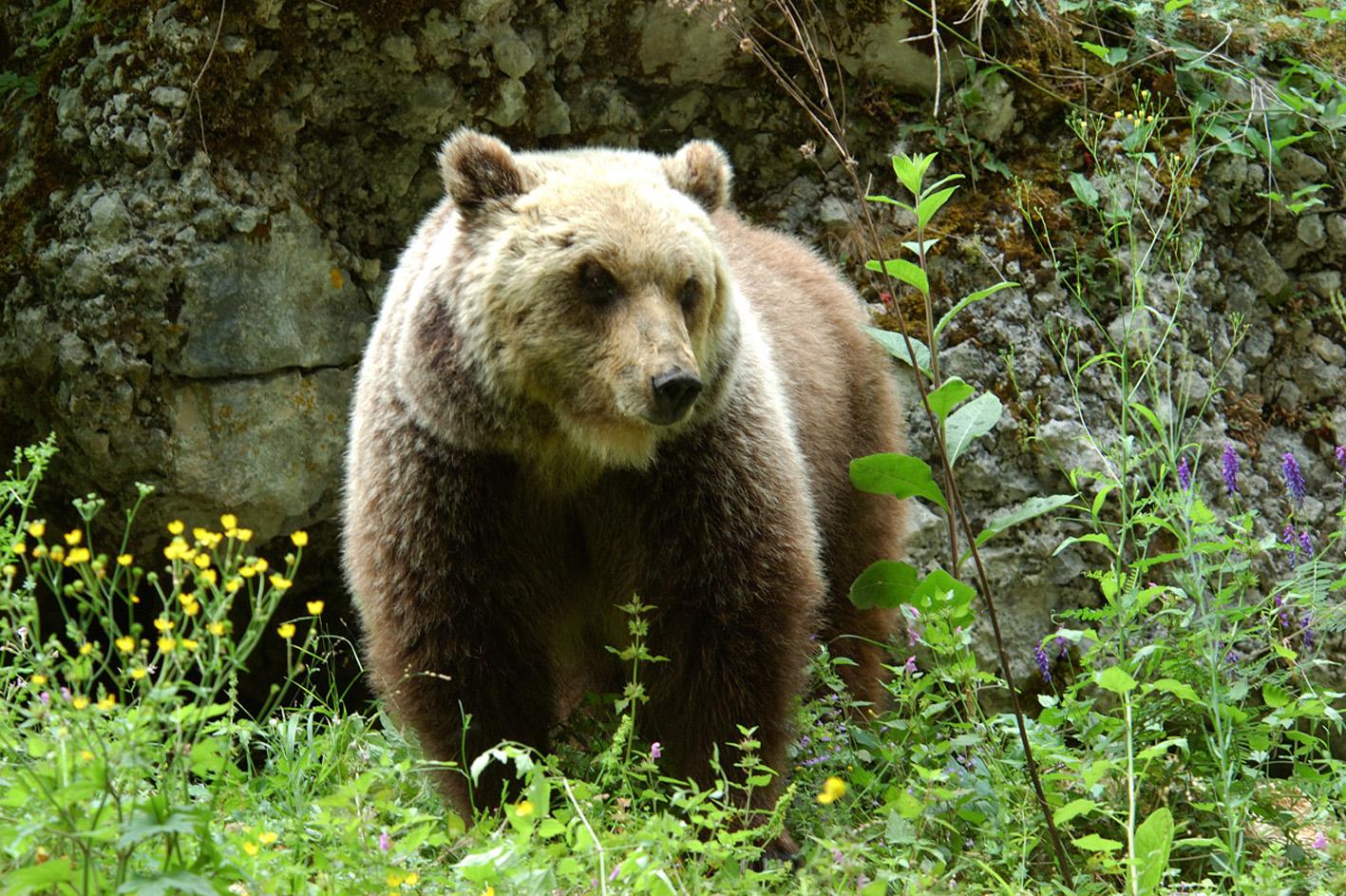 Trento - turista straniero aggredito da un orso a Dro: è ricoverato in ospedale