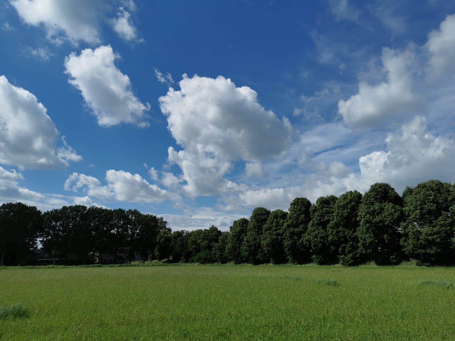 Space for Biodiversity in NaturaS Organic Fields