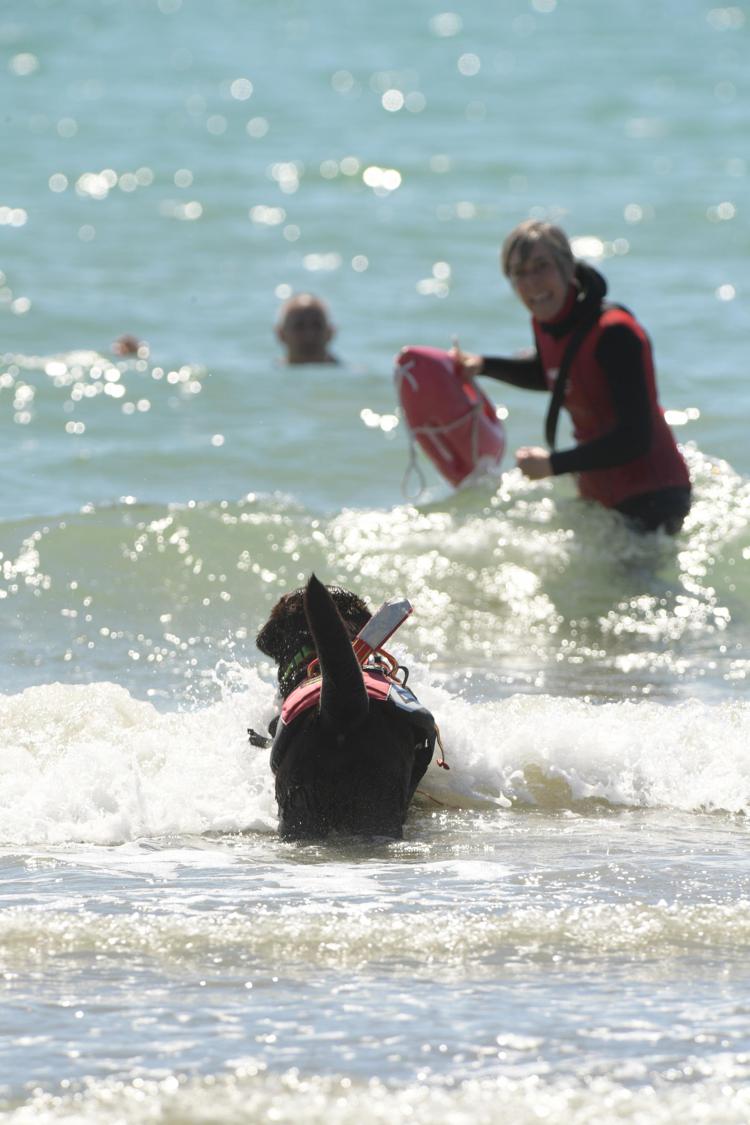 foto di cani bagnini in azione sulla spiaggia villaggio san francesco