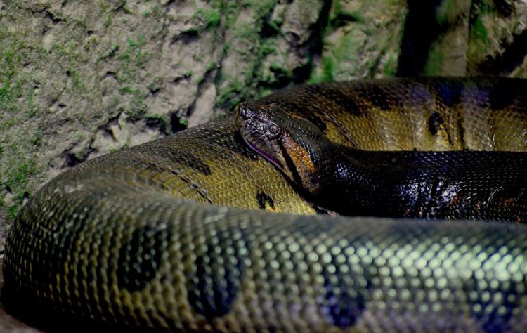 (Foto Massimiliano Di Giovanni - archivio Bioparco)