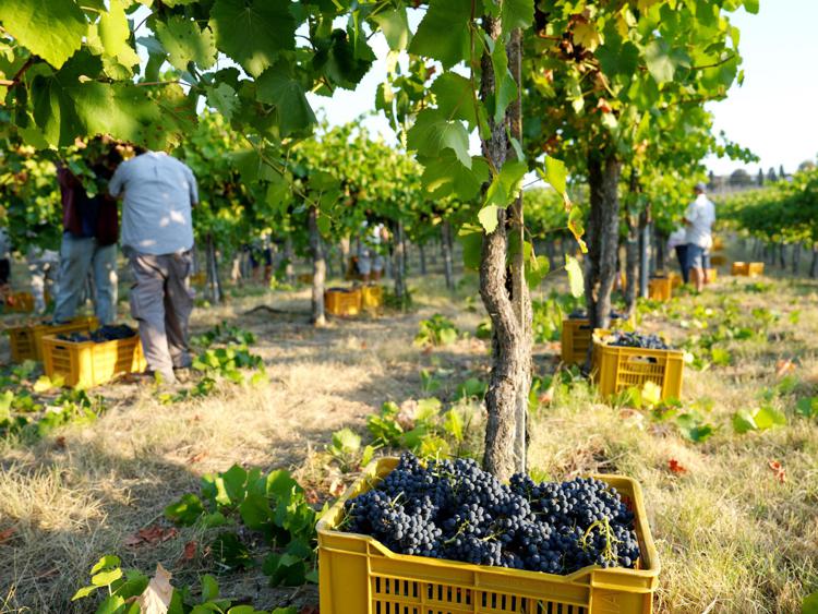 Una vendemmia, repertorio (Fotogramma)