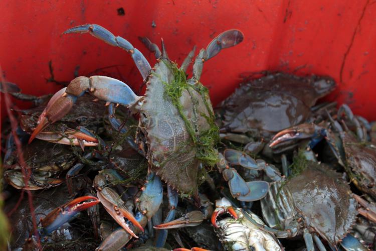 Nel Mar Adriatico una seconda specie di granchio blu dal Mar Rosso e dall’Oceano Indiano