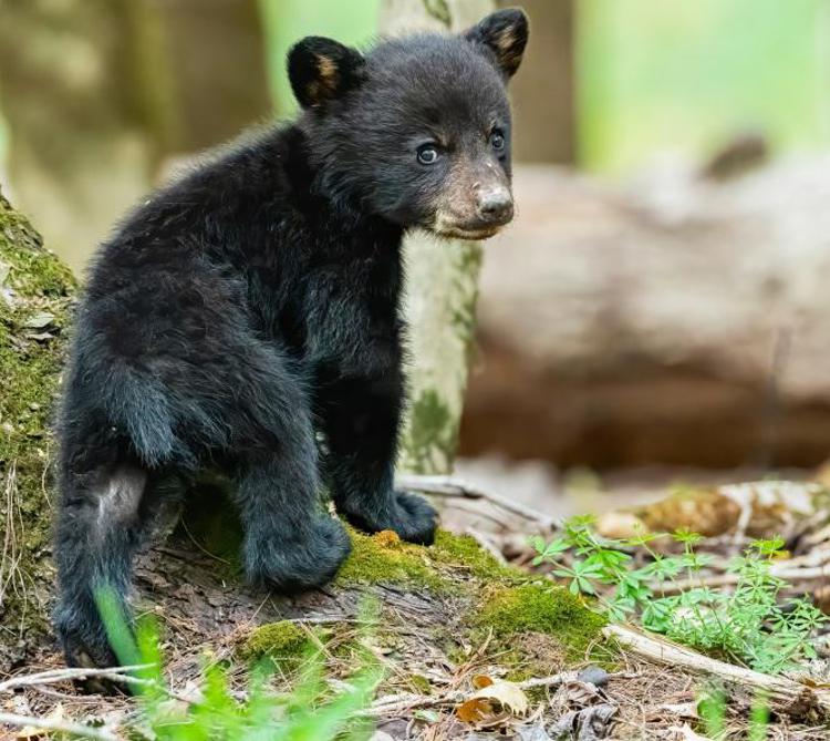 Un cucciolo di orso - (Fotogramma)