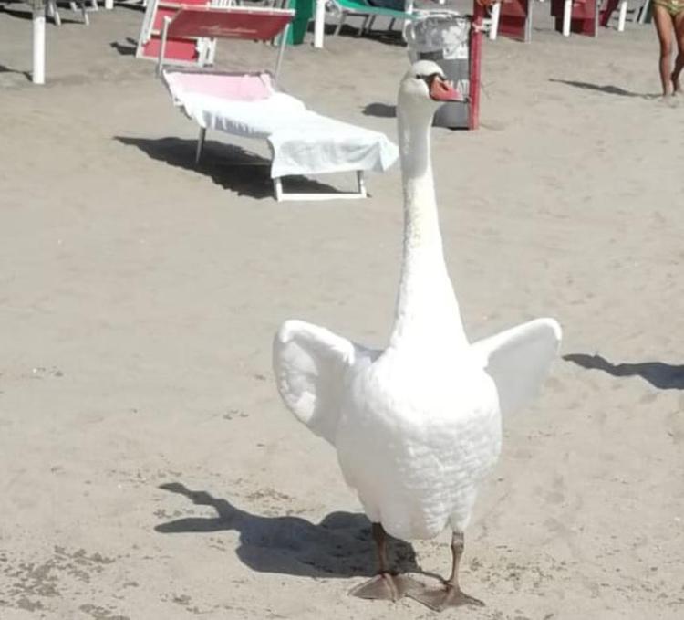Il cigno sulla spiaggia di Ostia