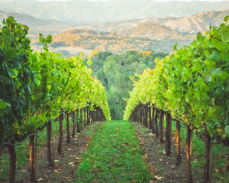 La rivoluzione verde: il movimento di sostenibilità nell’industria vinicola