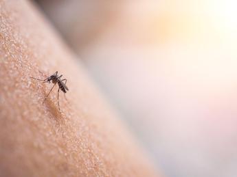 Dengue Italia, crescono i casi: sono 208 da inizio anno a oggi