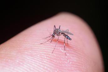 Dengue, in Italia il vaccino per prevenirla