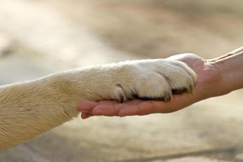 Anziani, Ungar (Veteris): ‘interventi assistiti con animali vera terapia’