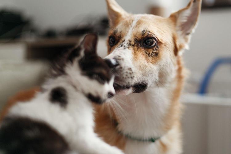 Un cane e un gatto - ()