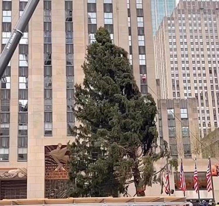 Un albero di Natale issato al Rockefeller Center  