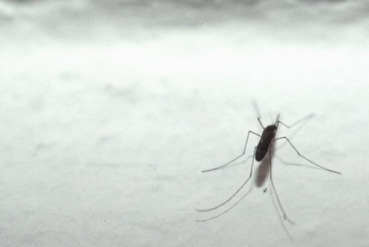 Dengue - 2 casi importati a Trieste e uno al Lido di Venezia