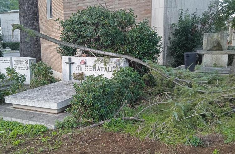 Al cimitero Flaminio furti, degrado e cinghiali tra lapidi: 