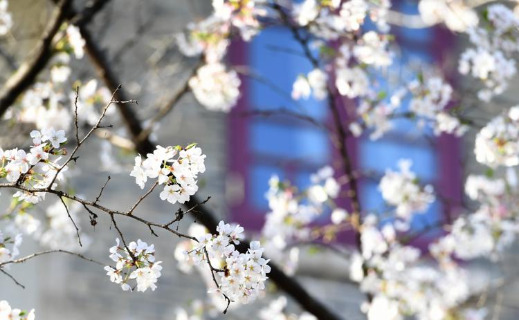 Fiori di primavera (Fotogramma)