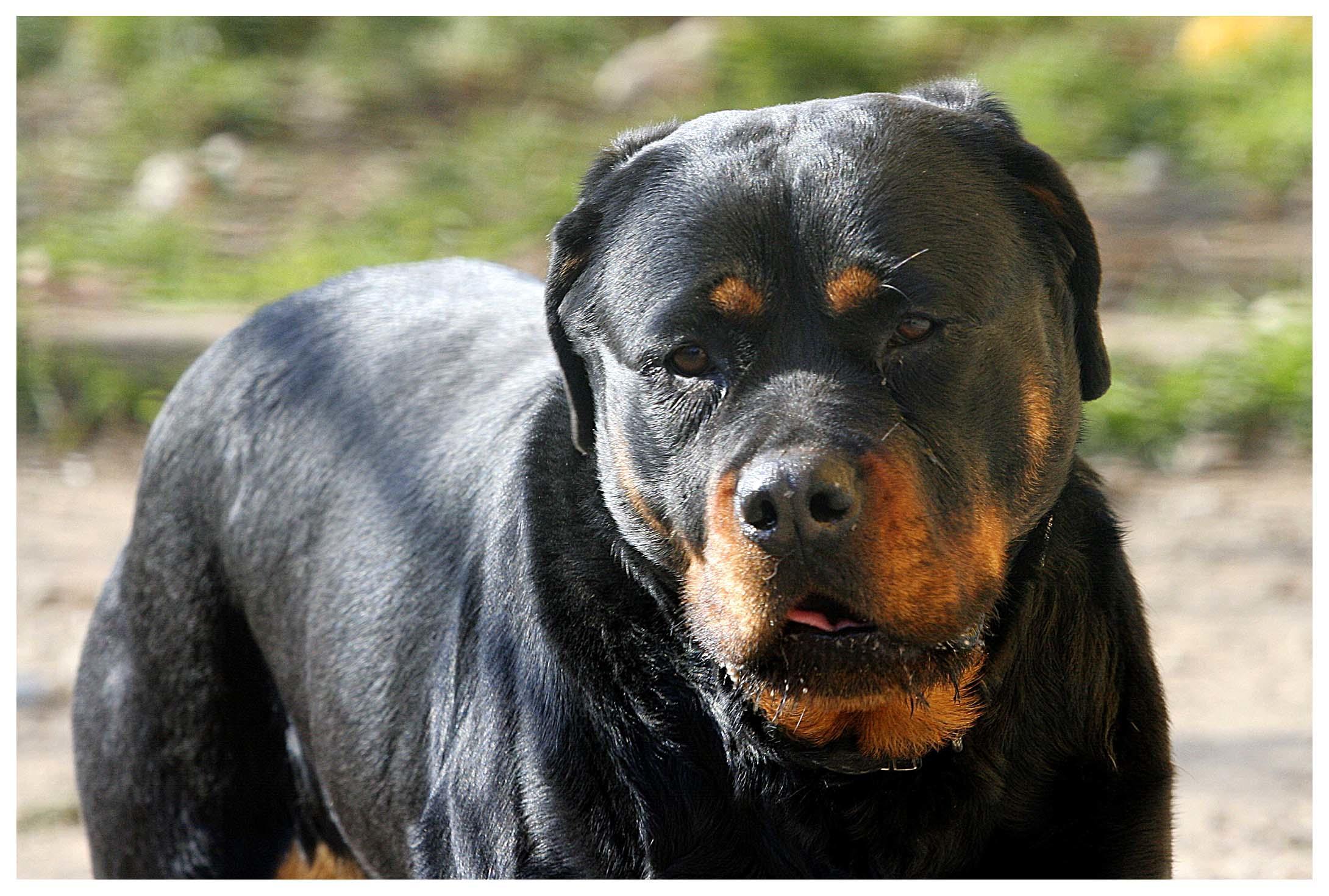 Perugia - bimbo di 5 anni aggredito da rottweiler: è in prognosi riservata