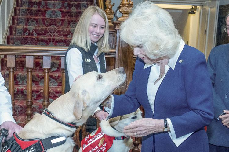 La Regina Camilla durante il ricevimento per il 15esimo anniversario dell'associazione Medical Detection Dogs A Clarence House