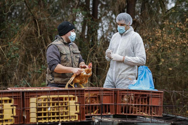 Aviaria - in Usa primo caso umano senza contatto con animali