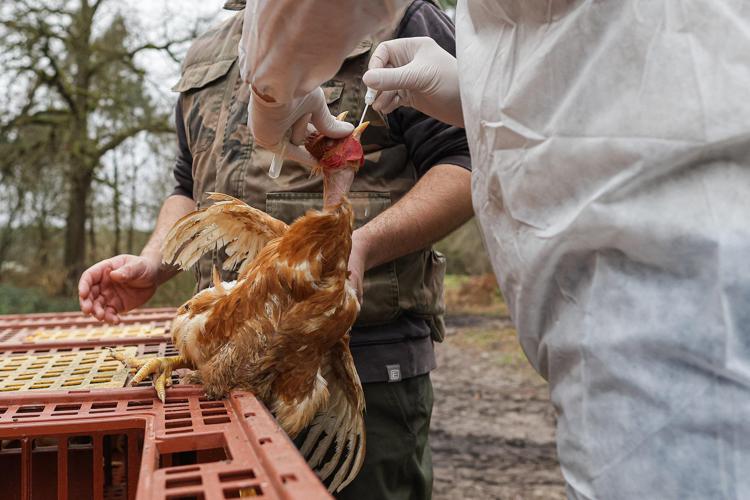 Controlli sul pollame per influenza aviaria - Fotogramma /Ipa