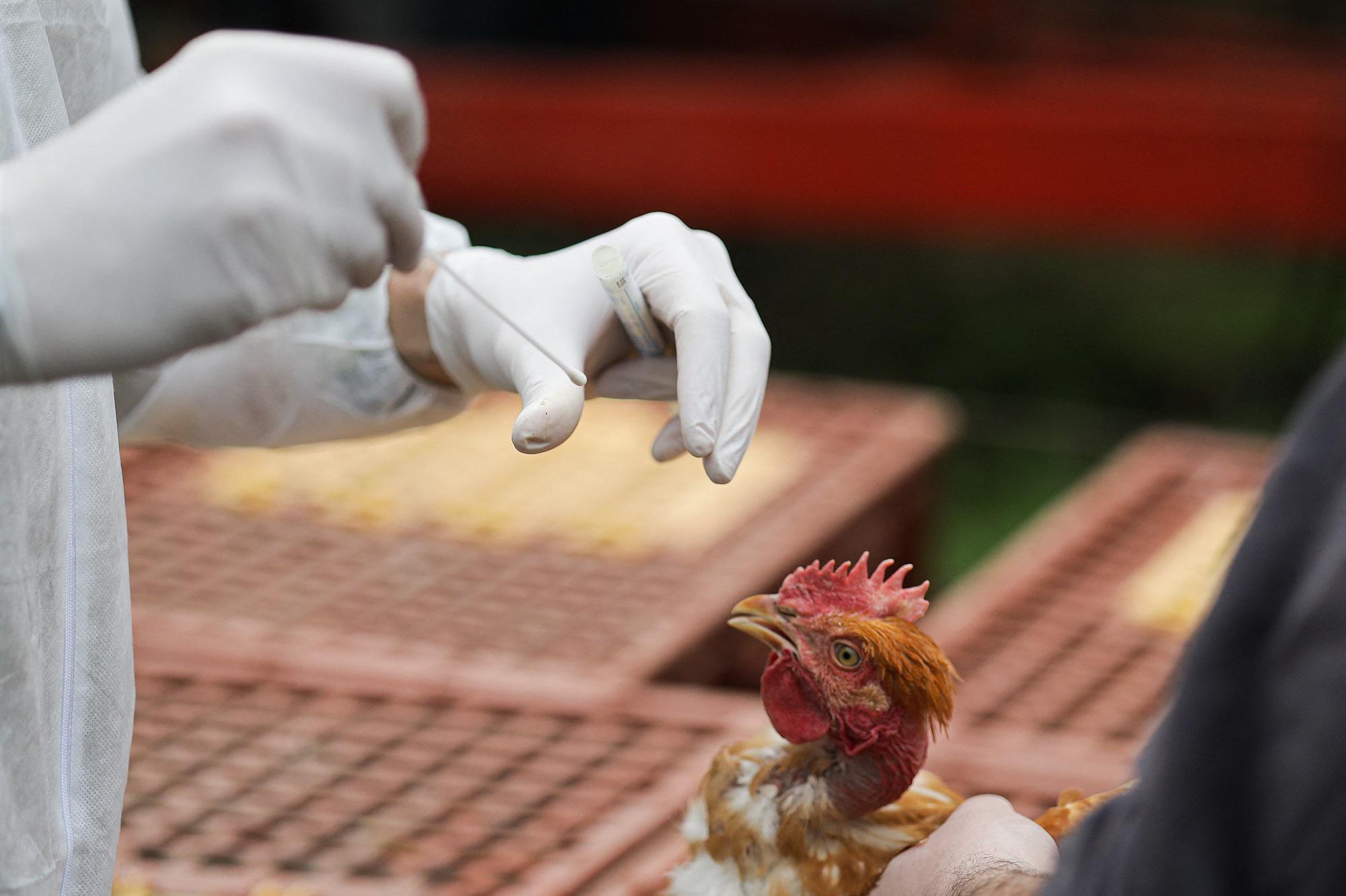 Aviaria - un morto in Messico: era primo caso umano al mondo da virus H5N2